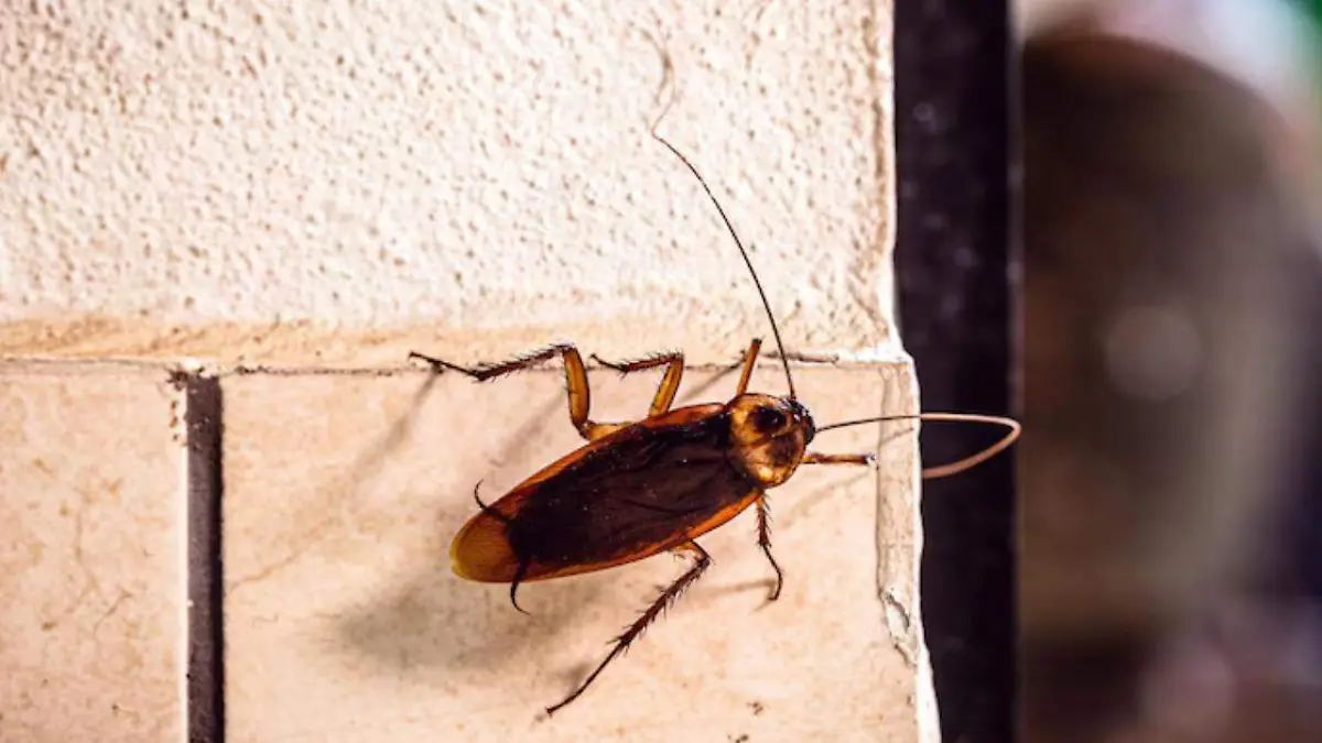 Esto es lo que puede colocar en las puertas de la casa para que no entren las cucarachas